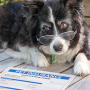 A dog wearing reading glasses in front of an insurance policy