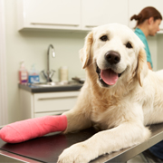 Female Veterinary Surgeon Treating Dog In Surgery. Photo Contributor  Monkey Business Images