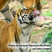 A tiger with teeth exposed looks up