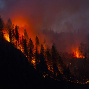 Wildfire at night, silhouetted trees, orange glow.