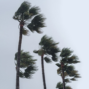 Wind-blown palm trees