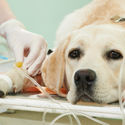 A dog with an IV and a wrapped foot