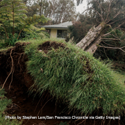 The roof of a ranch house holds up a large tree downed by Hurricane Lala in Hawaii in August 2026